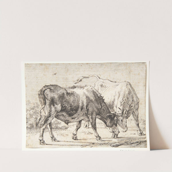 To kæmpende okser by Paulus Potter