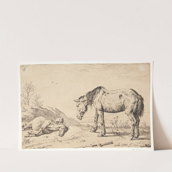 To øg, det ene døende by Paulus Potter