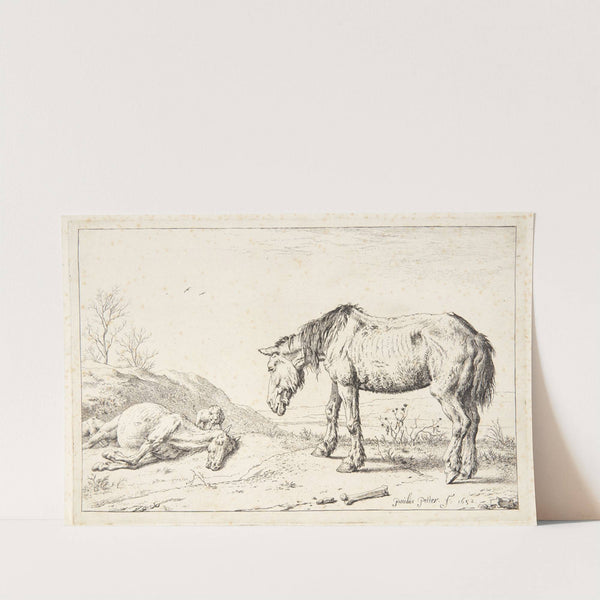 To øg by Paulus Potter
