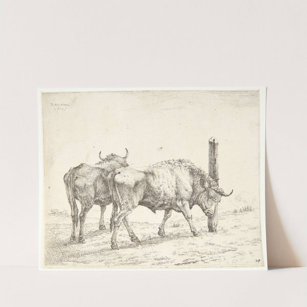 To okser by Karel Dujardin