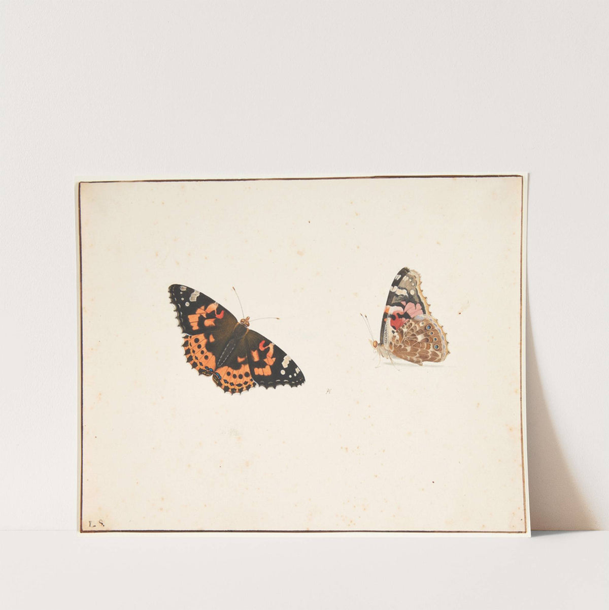 To studier af en tidselfugl vanessa cardui l by Pieter Holsteijn