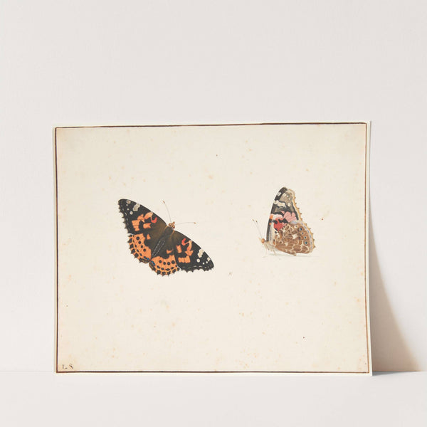 To studier af en tidselfugl vanessa cardui l by Pieter Holsteijn