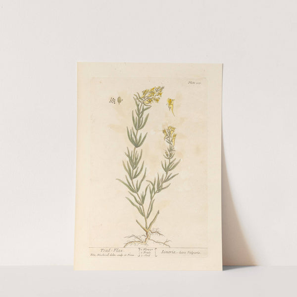 Toad-flax by Elizabeth Blackwell