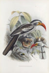 Tockus erythrorhynchus