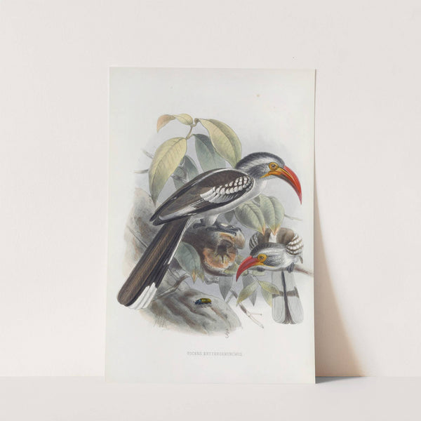 Tockus erythrorhynchus by Daniel Giraud Elliot