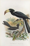 Tockus fasciatus,Tockus semifasciatus