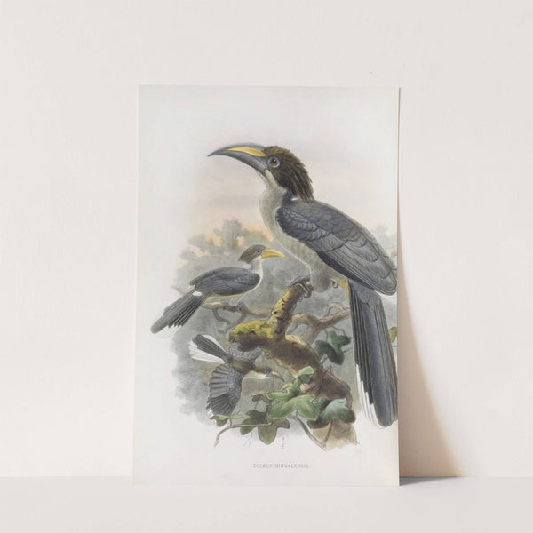 Tockus gingalensis by Daniel Giraud Elliot