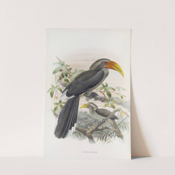 Tockus griseus by Daniel Giraud Elliot