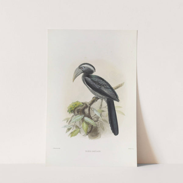 Tockus hartlaubi by Daniel Giraud Elliot