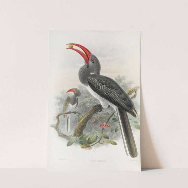 Tockus hemprichii by Daniel Giraud Elliot