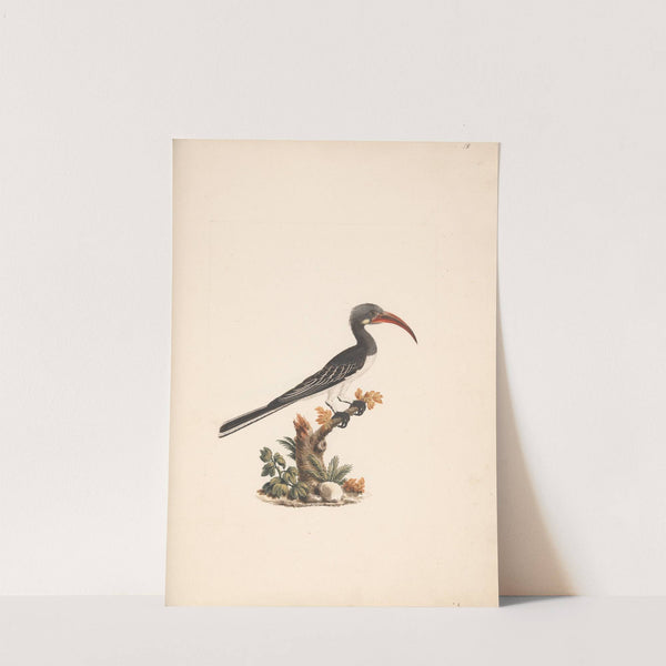 Tockus hemprichii (Hemprich’s Hornbill) or Tockus abloterminatus (Crowned Hornbill) by Luigi Balugani