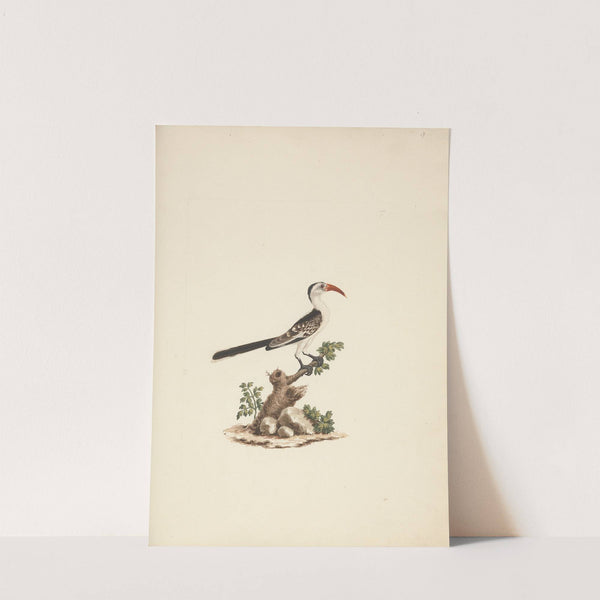 Tockus Jacksoni (Jackson’s Hornbill) by Luigi Balugani