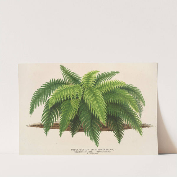 Todea (Leptopteris) superba by Charles Antoine Lemaire