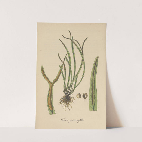 Toenitis graminifolia (1823) by William Jackson Hooker