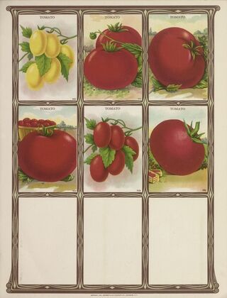 Tomato (1921)