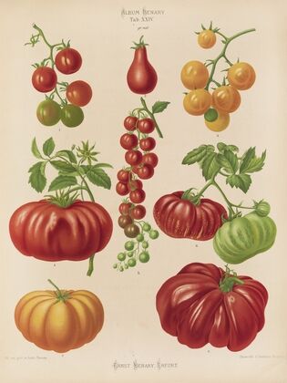 Tomatoes, or Love-Apples (1876-1886)