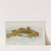 Tomcod (1889) by Allen & Ginter