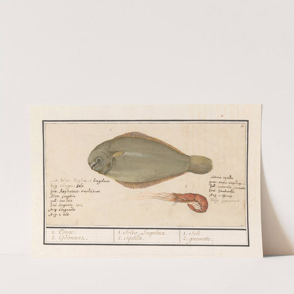 Tong (Solea solea) en roze garnaal 1. Tonge. 2. Geernaert 1. Solea Lingulaca. 2. Squilla. 1. Sole 2. guernette (1596-1610) by Anselmus Boëtius de Boodt