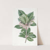 Tooth-leaved Ardisia by Sydenham Edwards