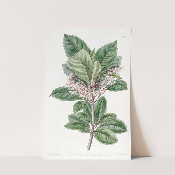 Tooth-leaved Ardisia by Sydenham Edwards
