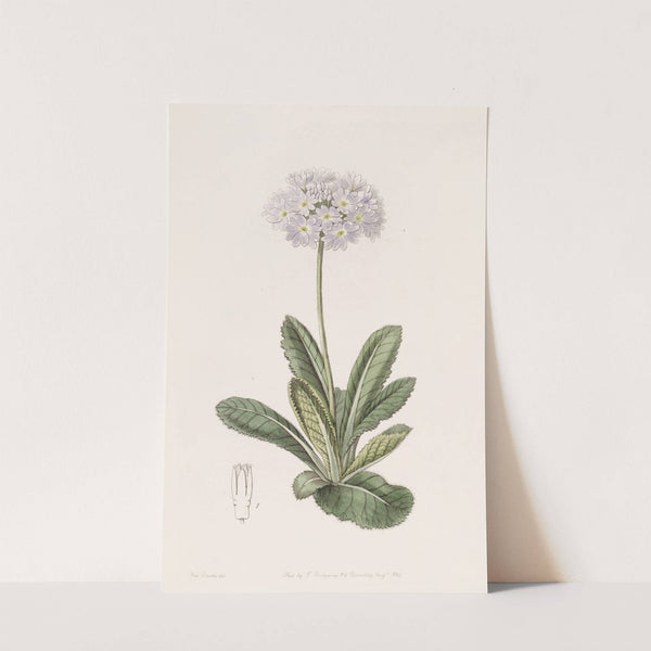 Tooth-letted Primrose by Sydenham Edwards