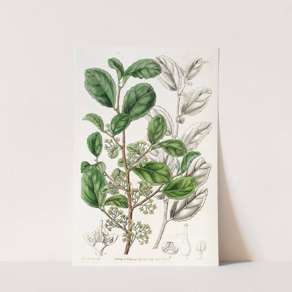 Toothed Azara by Sydenham Edwards