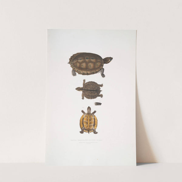 Toothed Terrapin, Emys dentata. by John Edward Gray