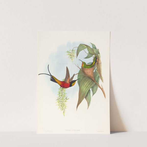 Topaza pyra (Fairy Topaz) by John Gould