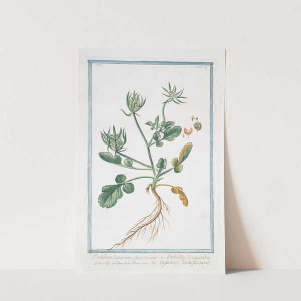 Tordylium Syriacum - Umbellis Longioribus - Ogliosa, e Tordiglio Siriale' (Syrian hartwort) by Giorgio Bonelli