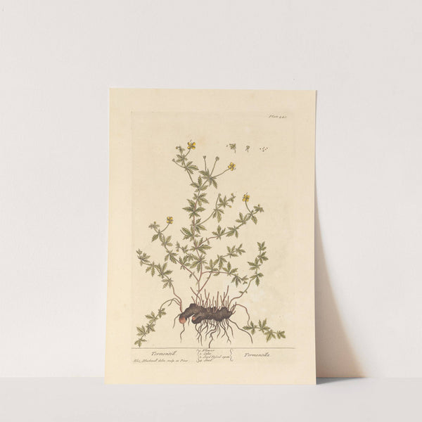 Tormentill by Elizabeth Blackwell