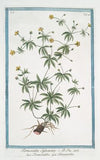 Tormentilla Sylvestris – Tormentilla – Tormentille. (Blood root, Shepherd’s Knot, English Sarasaparilla, Ewe Daisy)