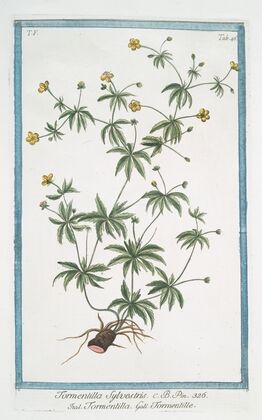 Tormentilla Sylvestris – Tormentilla – Tormentille. (Blood root, Shepherd’s Knot, English Sarasaparilla, Ewe Daisy)