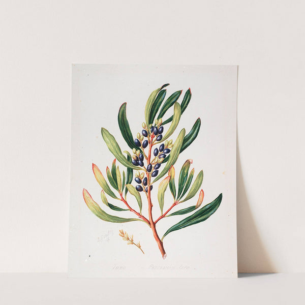 Toronia toru by Sarah Featon