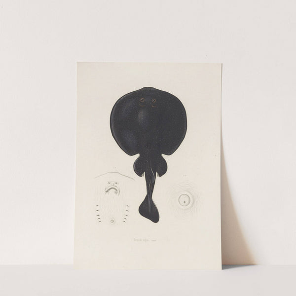 Torpedo nigra by Arthus Bertrand