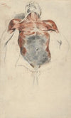 Torso of a Male Cadaver (1828)