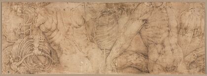 Torsos with Rib Cages (early 1540s)