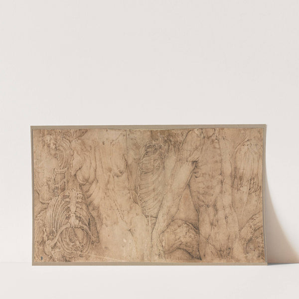 Torsos with Rib Cages (early 1540s) by Battista Franco