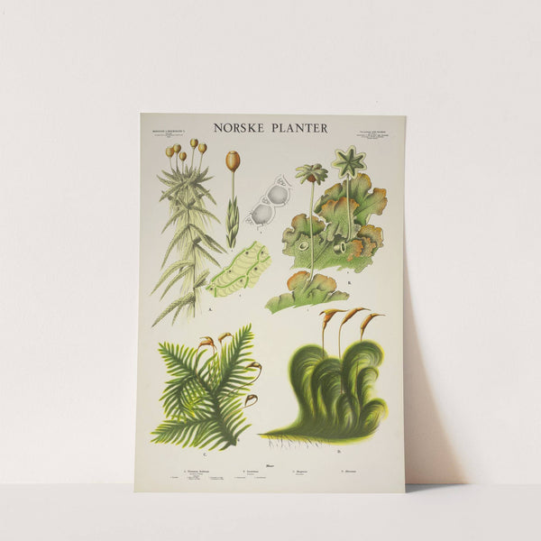 Torvmose, hvitmose – Levermose – Skogmose – Dicranum (1930) by Parmanns Læremiddel-anstalt