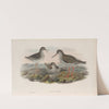 Totanus calidris. Redshank. (1862-1873) by John Gould