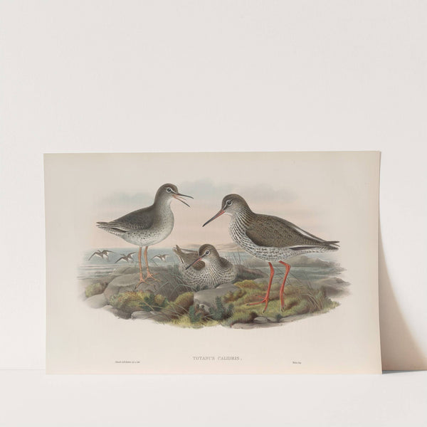 Totanus calidris. Redshank. (1862-1873) by John Gould