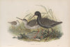 Totanus fuscus. Spotted Redshank. (1862-1873)
