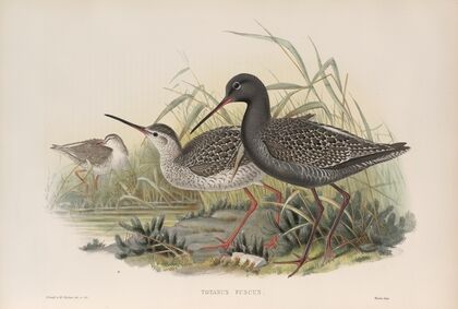 Totanus fuscus. Spotted Redshank. (1862-1873)