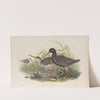 Totanus fuscus. Spotted Redshank. (1862-1873) by John Gould
