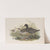 Totanus fuscus. Spotted Redshank. (1862-1873) by John Gould