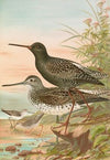 Totanus fuscus, Totanus littoreus