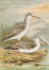 Totanus fuscus, Totanus littoreus.