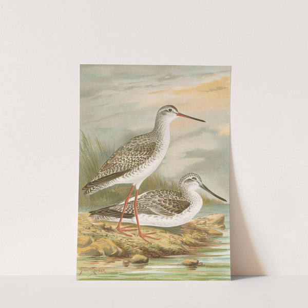 Totanus fuscus, Totanus littoreus. by Johann Friedrich Naumann