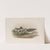 Totanus glareola. Wood-Sandpiper. (1862-1873) by John Gould