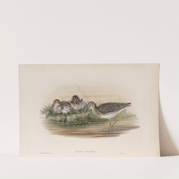 Totanus glareola. Wood-Sandpiper. (1862-1873) by John Gould