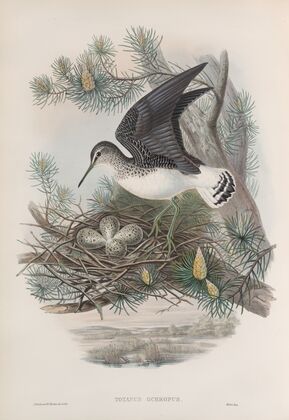 Totanus ochropus. Green Sandpiper. (1862-1873)